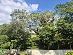 Capitol Park (D11), Detached #538005031